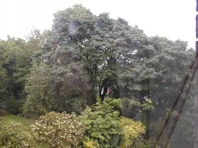 view through the trees